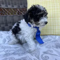 Oreo, a male Poodle - Toy  for sale in Macomb Township, MI – 5 of 5