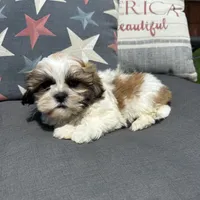 Stew , a male Bichon Frise and Shih Tzu for sale in Macomb Township, MI – 4 of 4