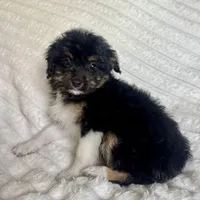 Bowser , a male Miniature Aussiedoodle for sale in Macomb Township, MI – Photo 2 of 3