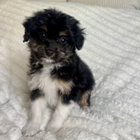 Bowser , a male Miniature Aussiedoodle for sale in Macomb Township, MI – Photo 1 of 3