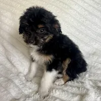 Bowser , a male Miniature Aussiedoodle for sale in Macomb Township, MI – Photo 3 of 3