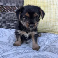 Emma , a female Shorkie for sale in Macomb Township, MI – 2 of 7