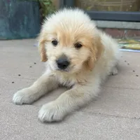 Chuck, a male Golden Retriever and Bernedoodle for sale in Macomb Township, MI – 3 of 6