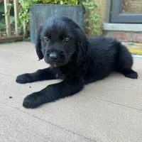 Lily, a female Golden Retriever and Bernedoodle for sale in Macomb Township, MI – 6 of 6