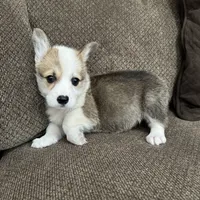 Cali , a female Pembroke Welsh Corgi for sale in Macomb Township, MI – 5 of 6