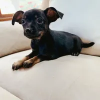 Bella, a female Chihuahua for sale in Macomb Township, MI – 3 of 7