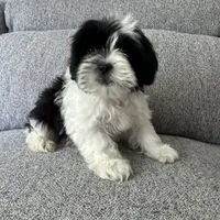 Bob, a male Shih Tzu for sale in Macomb Township, MI – 4 of 4