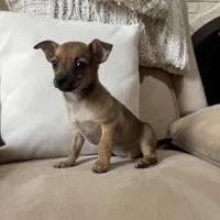 Franny, a female Chihuahua for sale in Macomb Township, MI – 2 of 5