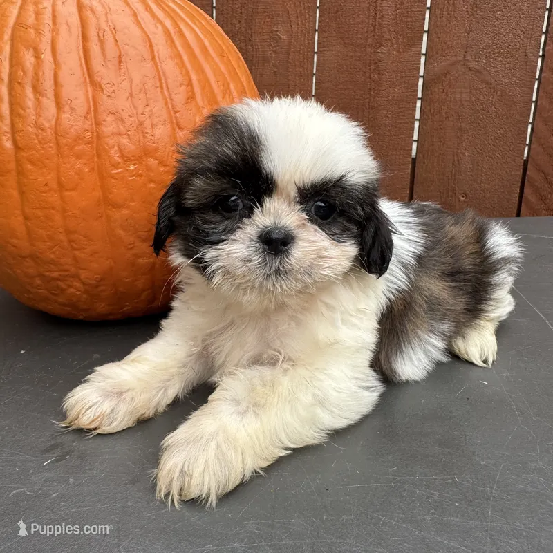 Peanut – Shih Tzu puppy for sale in Macomb Township, MI