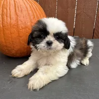 Peanut, a male Shih Tzu for sale in Macomb Township, MI – 1 of 9