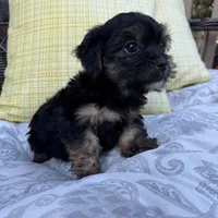 Chandler, a male Shorkie for sale in Macomb Township, MI – 5 of 7