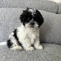 Laney, a female Shih Tzu for sale in Macomb Township, MI – 1 of 6
