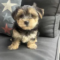Louis, a male Morkie for sale in Macomb Township, MI – 4 of 7