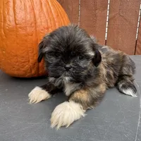 Sprinkles, a female Shih Tzu for sale in Macomb Township, MI – 8 of 9