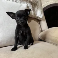 Lola, a female Chihuahua for sale in Macomb Township, MI – 3 of 6