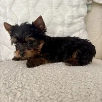 Stanley, a male Yorkshire Terrier for sale in Macomb Township, MI – 2 of 4