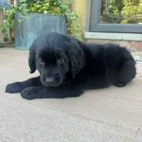 Lily , a female Golden Retriever and Bernedoodle for sale in Macomb Township, MI – 3 of 7