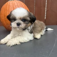 Fudge, a male Shih Tzu for sale in Macomb Township, MI – 8 of 10