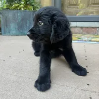Lily, a female Golden Retriever and Bernedoodle for sale in Macomb Township, MI – 4 of 6