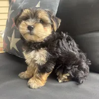 Louis, a male Morkie for sale in Macomb Township, MI – 7 of 7