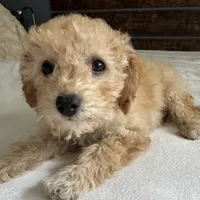 Honey, a male Poodle - Toy  for sale in Macomb Township, MI – 2 of 3