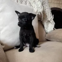 Lola, a female Chihuahua for sale in Macomb Township, MI – 5 of 6