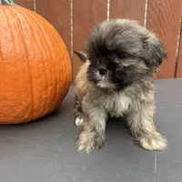 Waffle, a male Shih Tzu for sale in Macomb Township, MI – 6 of 10
