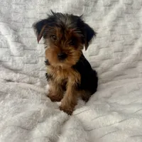 Johnny , a male Yorkshire Terrier for sale in Macomb Township, MI – 3 of 4