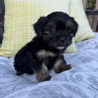 Chandler, a male Shih Tzu and Yorkshire Terrier for sale in Macomb Township, MI – 4 of 6