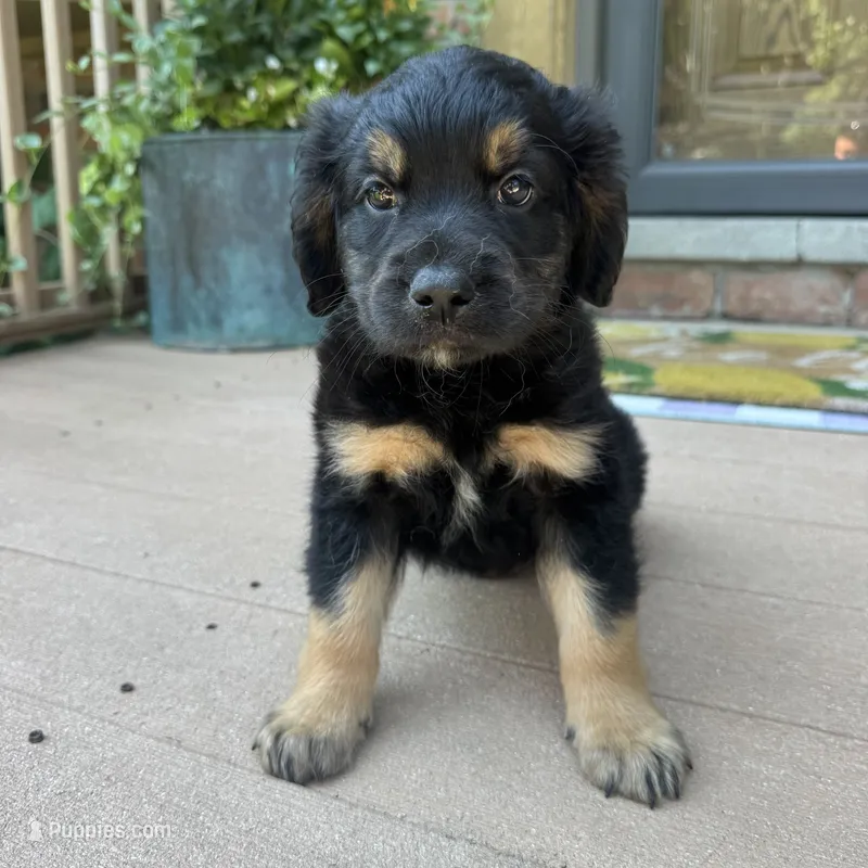 Nate – Golden Retriever, Bernedoodle puppy for sale in Macomb Township, MI