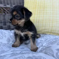 Emma , a female Shorkie for sale in Macomb Township, MI – 3 of 7