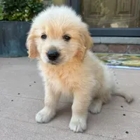 Chuck, a male Golden Retriever and Bernedoodle for sale in Macomb Township, MI – 2 of 6