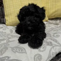 George , a male Poodle - Miniature  for sale in Macomb Township, MI – 6 of 7