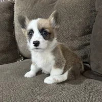 Chester , a male Pembroke Welsh Corgi for sale in Macomb Township, MI – 2 of 4