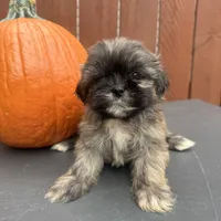 Waffle, a male Shih Tzu for sale in Macomb Township, MI – 4 of 10