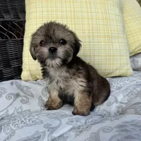 Rachel, a female Shorkie for sale in Macomb Township, MI – 4 of 4