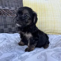 Chandler, a male Shorkie for sale in Macomb Township, MI – 4 of 7
