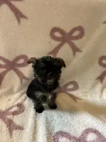 Rachel, a female Shorkie for sale in Macomb Township, MI – 4 of 4