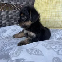 Phoebe , a female Shorkie for sale in Macomb Township, MI – 4 of 5