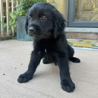 Lily, a female Golden Retriever and Bernedoodle for sale in Macomb Township, MI – 1 of 6