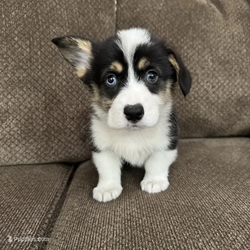 Chip – Pembroke Welsh Corgi puppy for sale in Macomb Township, MI