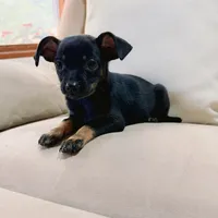 Bella, a female Chihuahua for sale in Macomb Township, MI – 7 of 7