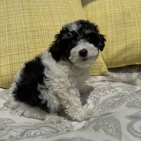 Oreo , a male Poodle - Miniature  for sale in Macomb Township, MI – 4 of 7