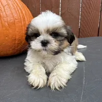 Fudge, a male Shih Tzu for sale in Macomb Township, MI – 3 of 10