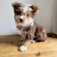 Benji, a male Chihuahua and Yorkshire Terrier for sale in Macomb Township, MI – 4 of 5