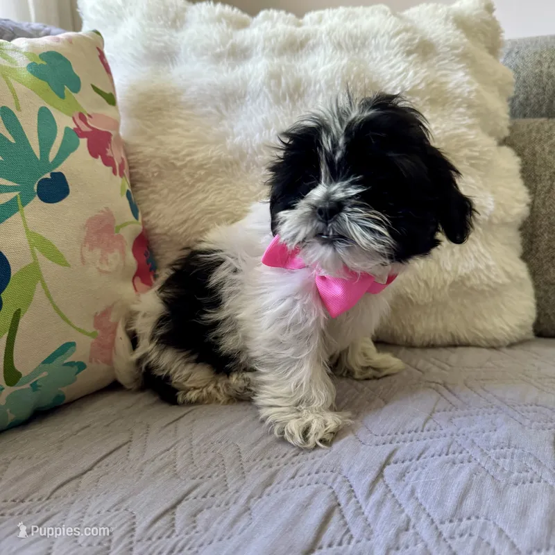 Laney – Shih Tzu puppy for sale in Macomb Township, MI