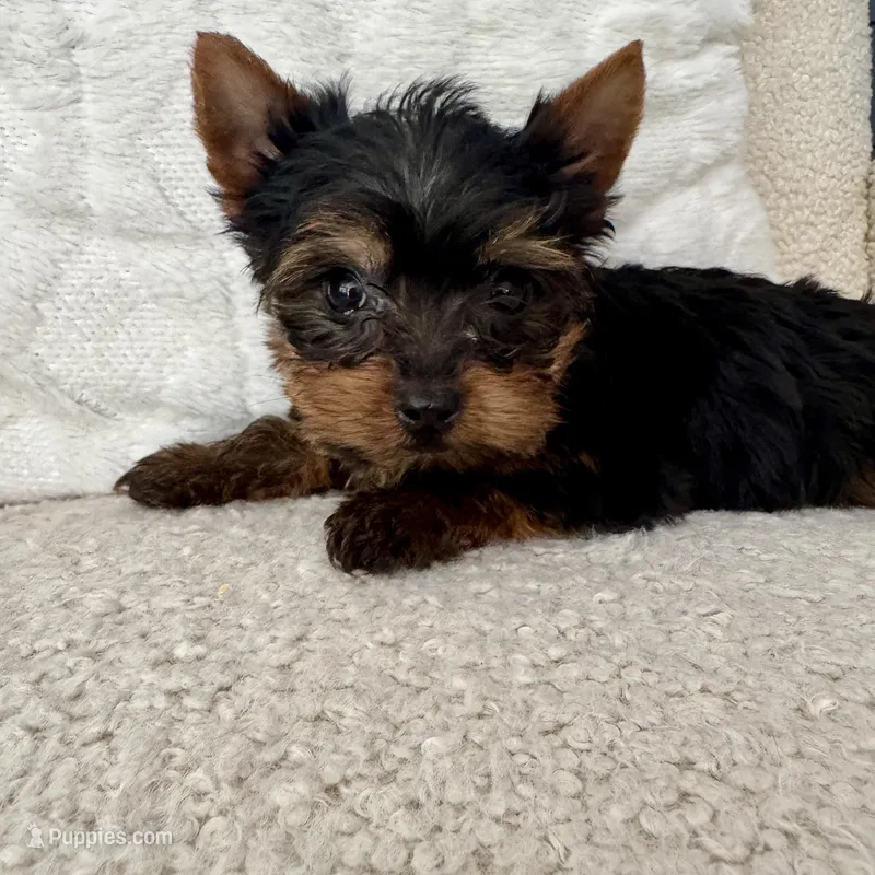 Stanley – Yorkshire Terrier puppy for sale in Macomb Township, MI