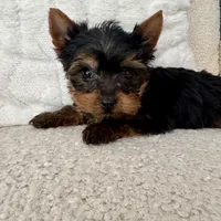 Stanley, a male Yorkshire Terrier for sale in Macomb Township, MI – 1 of 4