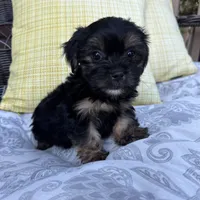 Chandler, a male Shih Tzu and Yorkshire Terrier for sale in Macomb Township, MI – 3 of 6
