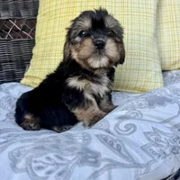 Joey, a male Shih Tzu and Yorkshire Terrier for sale in Macomb Township, MI – 6 of 6